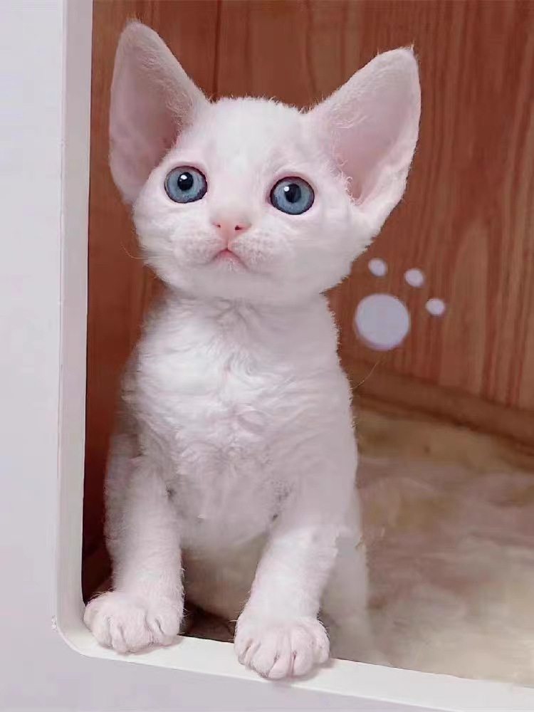 猫舍直销,批发价出售,德文卷毛猫